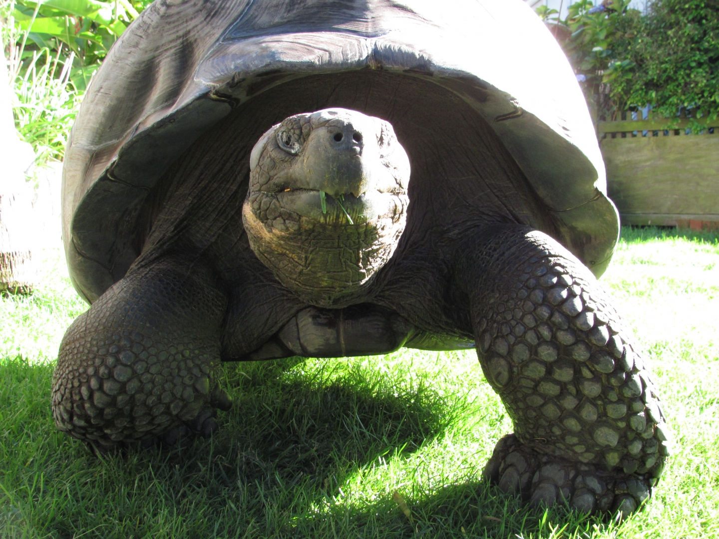 Male Galapagos Tortoise