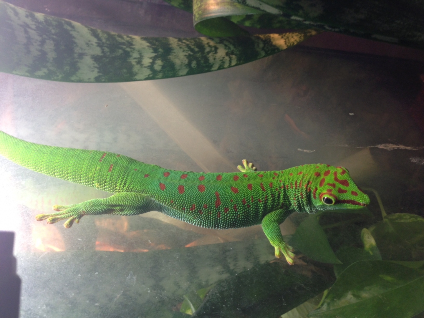 Male Grandis Pair