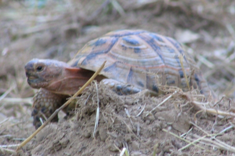 male greek tortoise peach colored