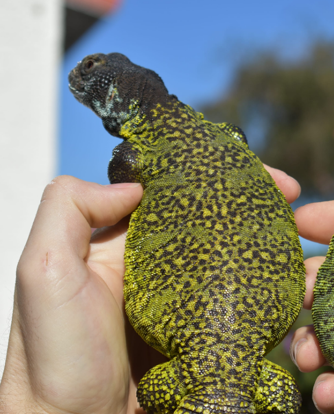 Male Green Moroccan