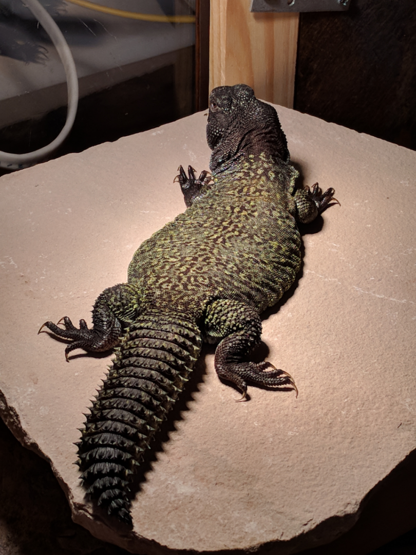 Male Green Moroccan