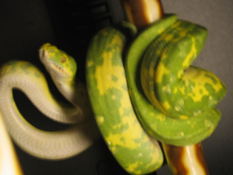 male gtp