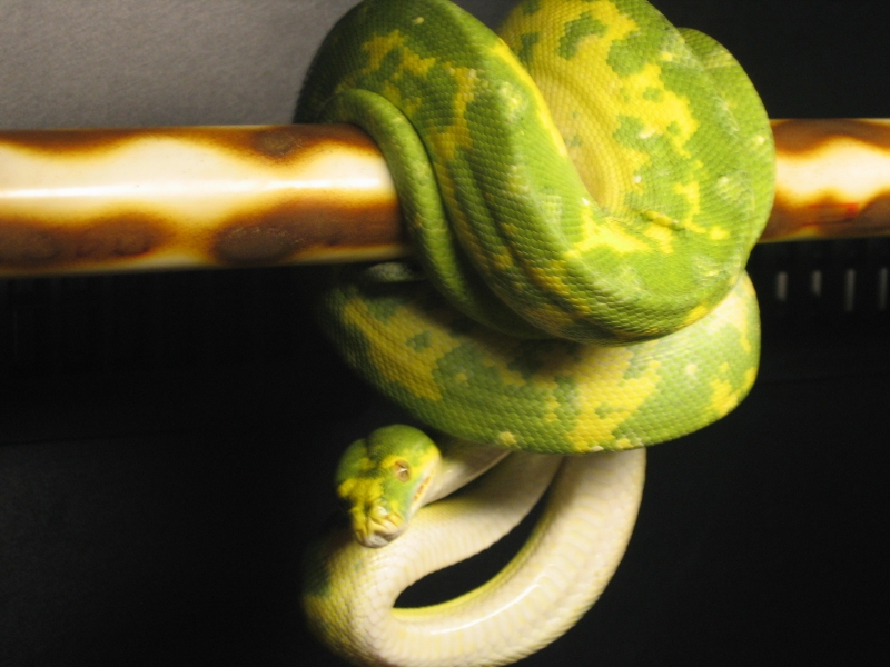 male gtp