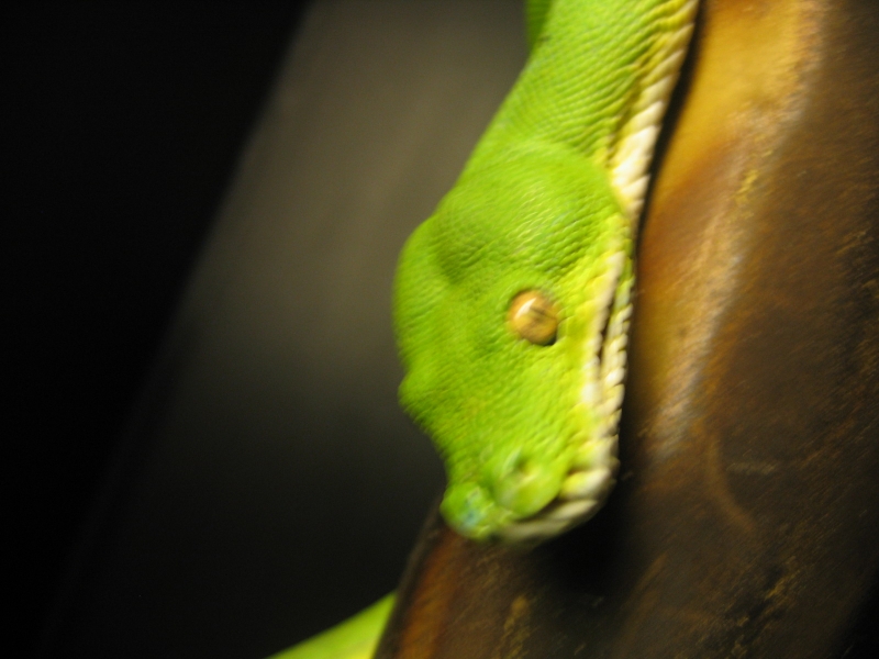 male gtp