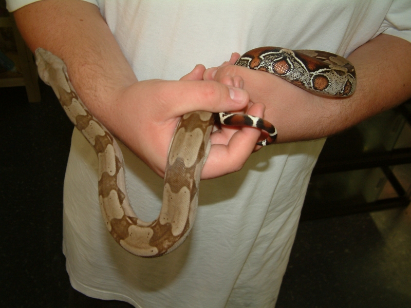 Male Guyana Red Tail