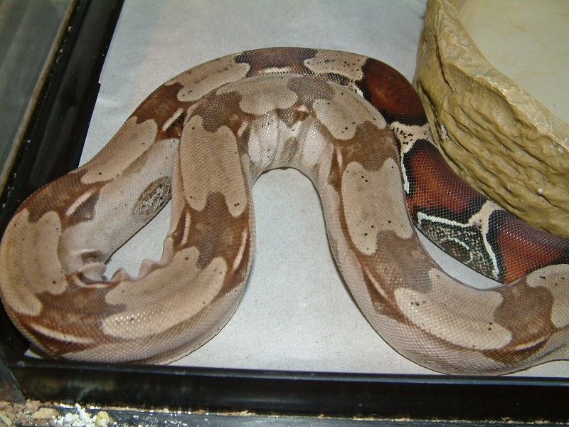 Male Guyana Red Tail