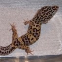 Male het for albino