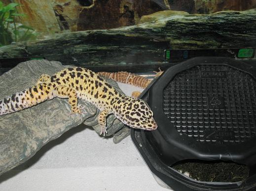 male high yellow gecko 1