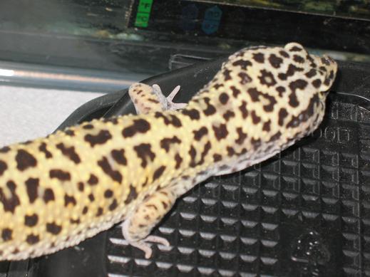 male high yellow gecko 3