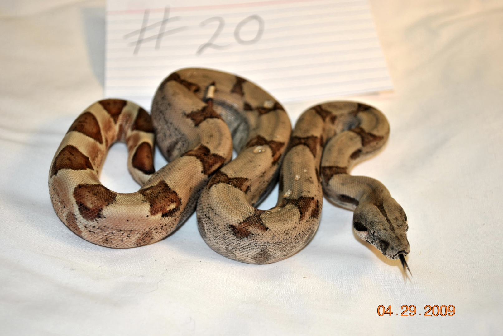 Male Hypo $175