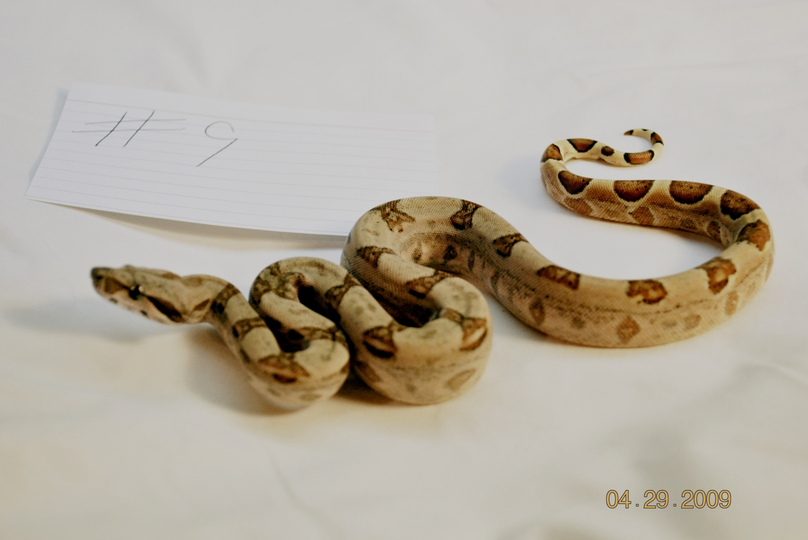 Male Hypo Jungle $225