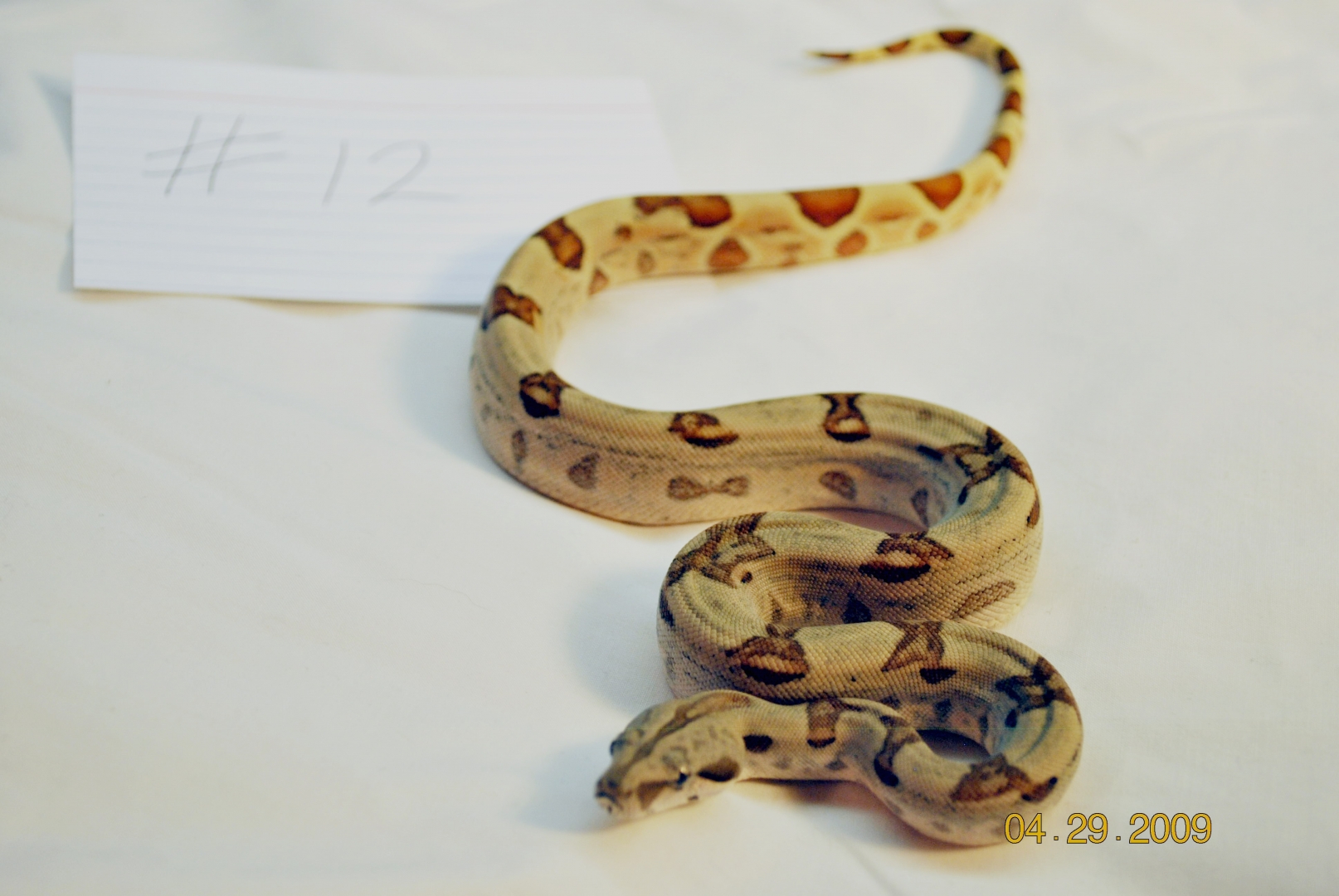 Male Hypo Jungle $225