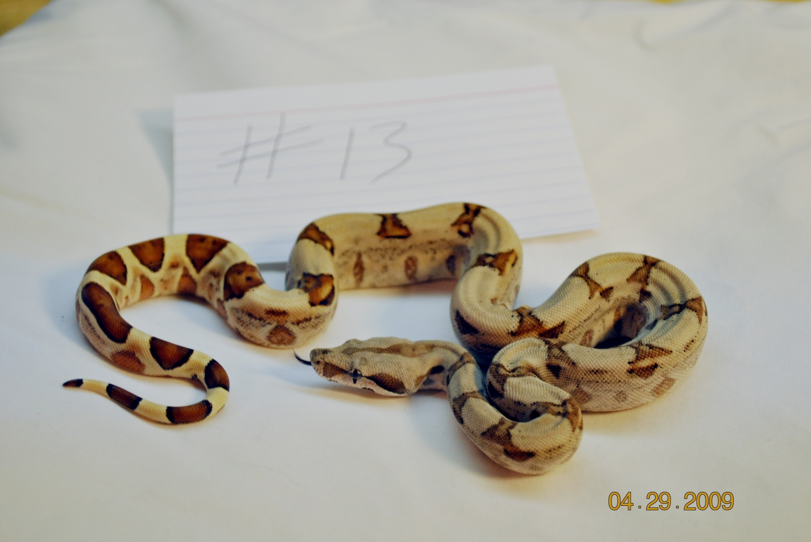 Male Hypo Jungle $225