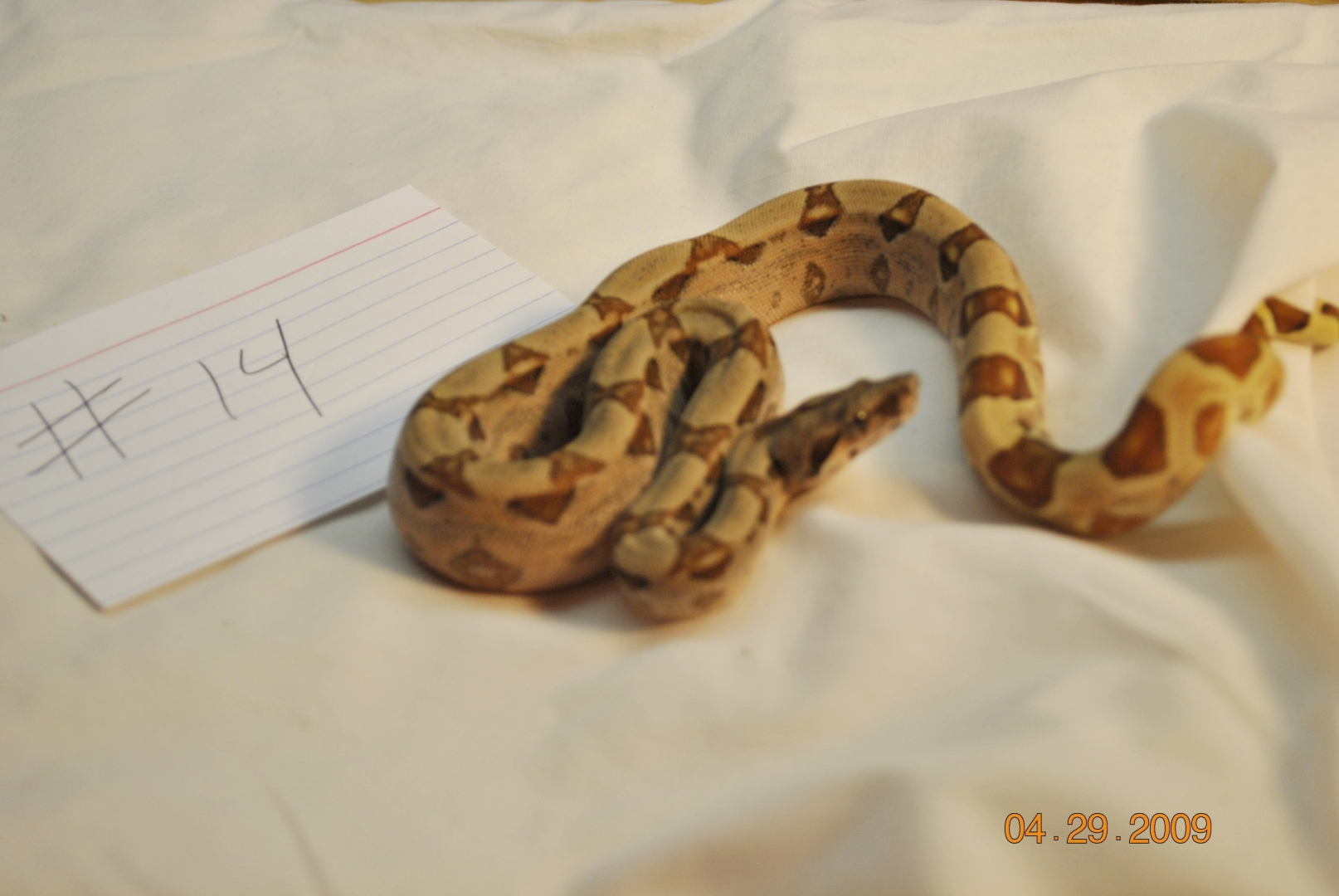 Male Hypo Jungle $225