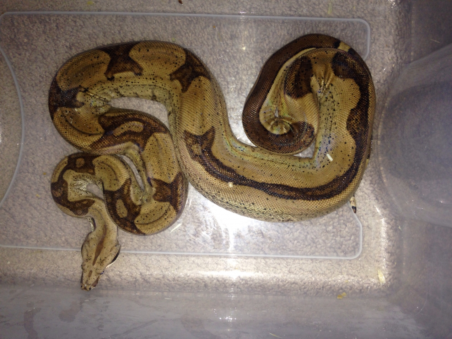 Male hypo jungle het for moonglow (anery and albino) from Jeff ronne