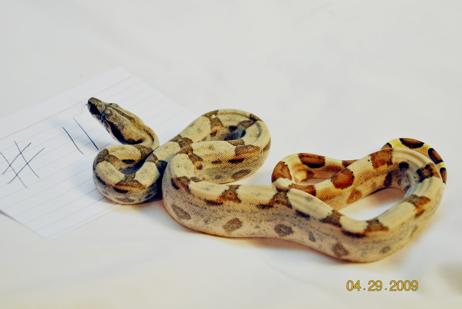 Male Hypo Jungle Low Expression $225
