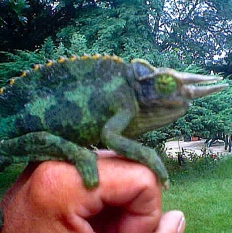 Male Jackson