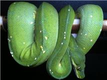 MALE jAYAPURA