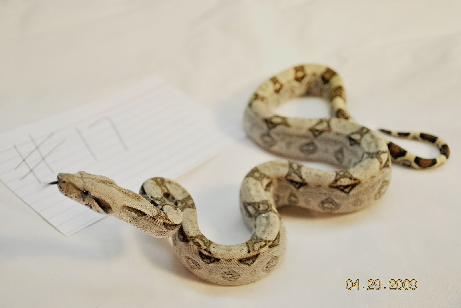 Male Jungle $100