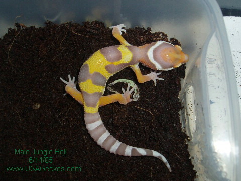 Male Jungle Bell