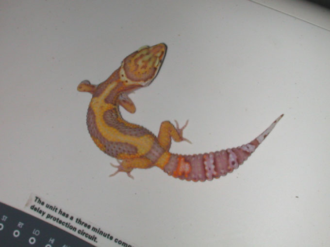 Male Jungle Bell