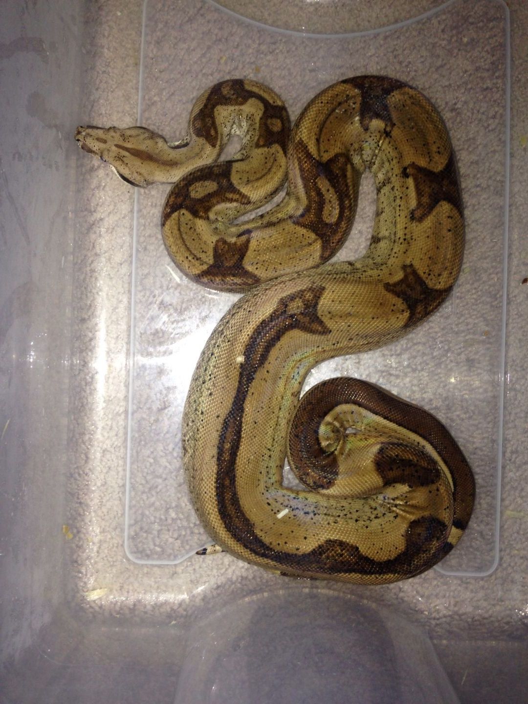 Male jungle het moonglow