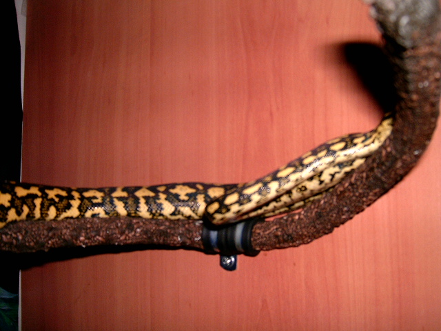 male jungle