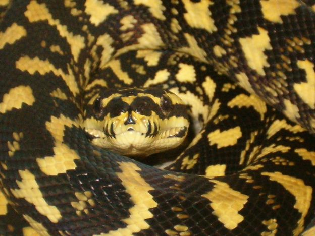 Male Jungle