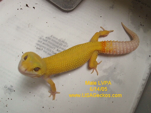 Male Las Vegas Patternless Albino
