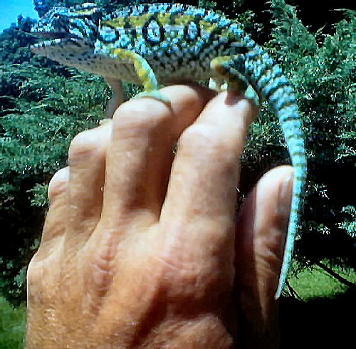 Male Lateralis
