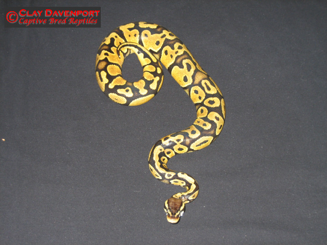Male Lemon Pastel