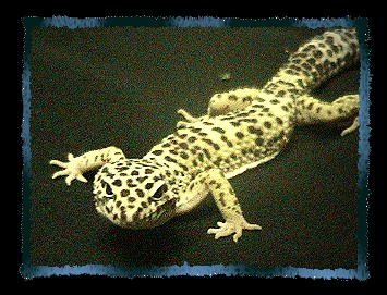 Male Leo