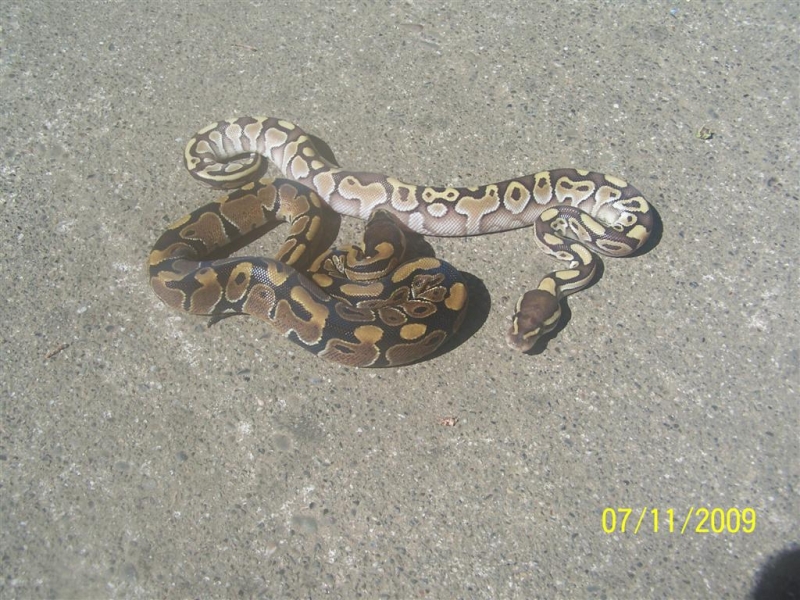 Male Lesser and sib