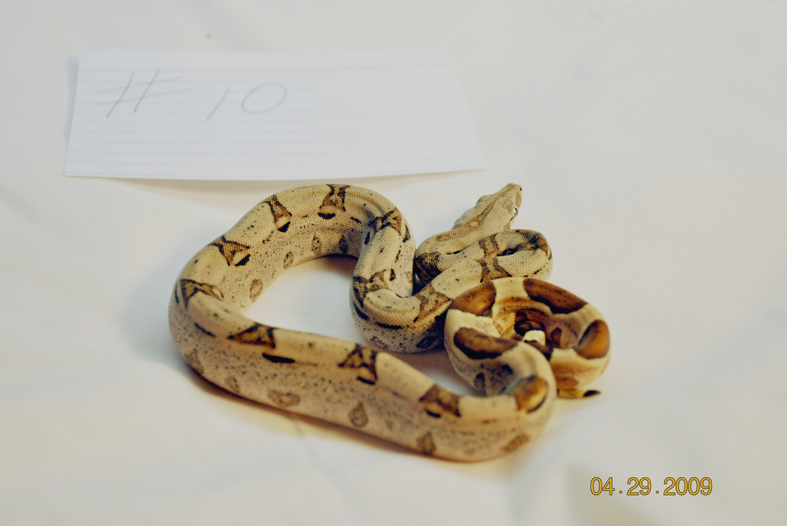 Male Low Expression Jungle $100