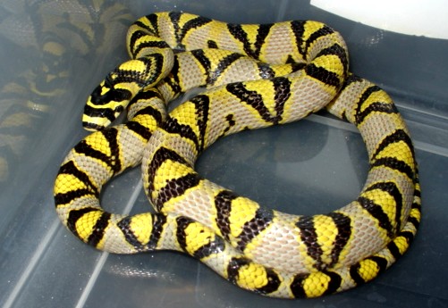 male mandarin