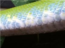 Male Mareuke