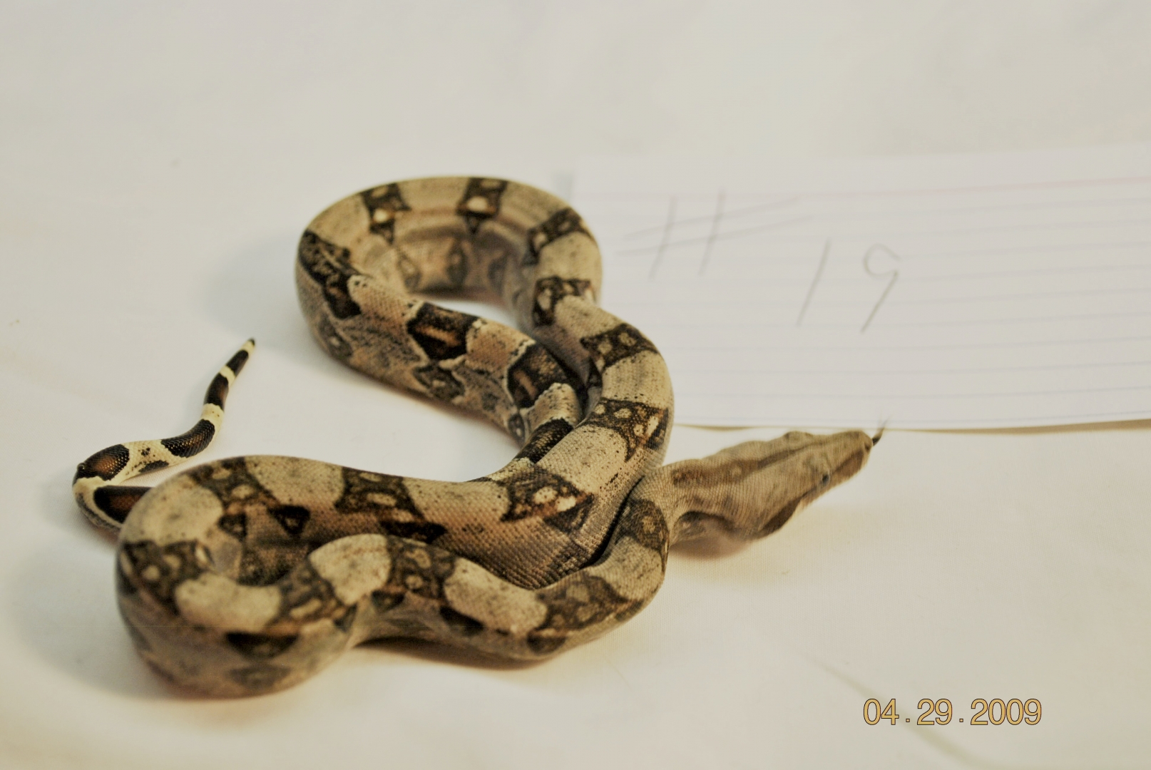 Male Normal $125