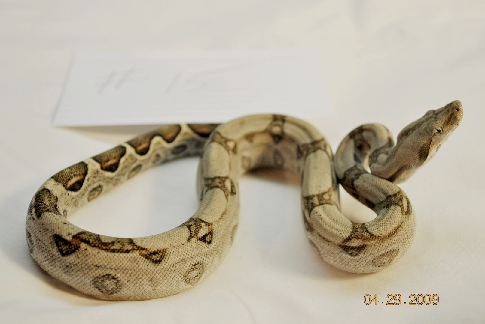 Male Normal $75