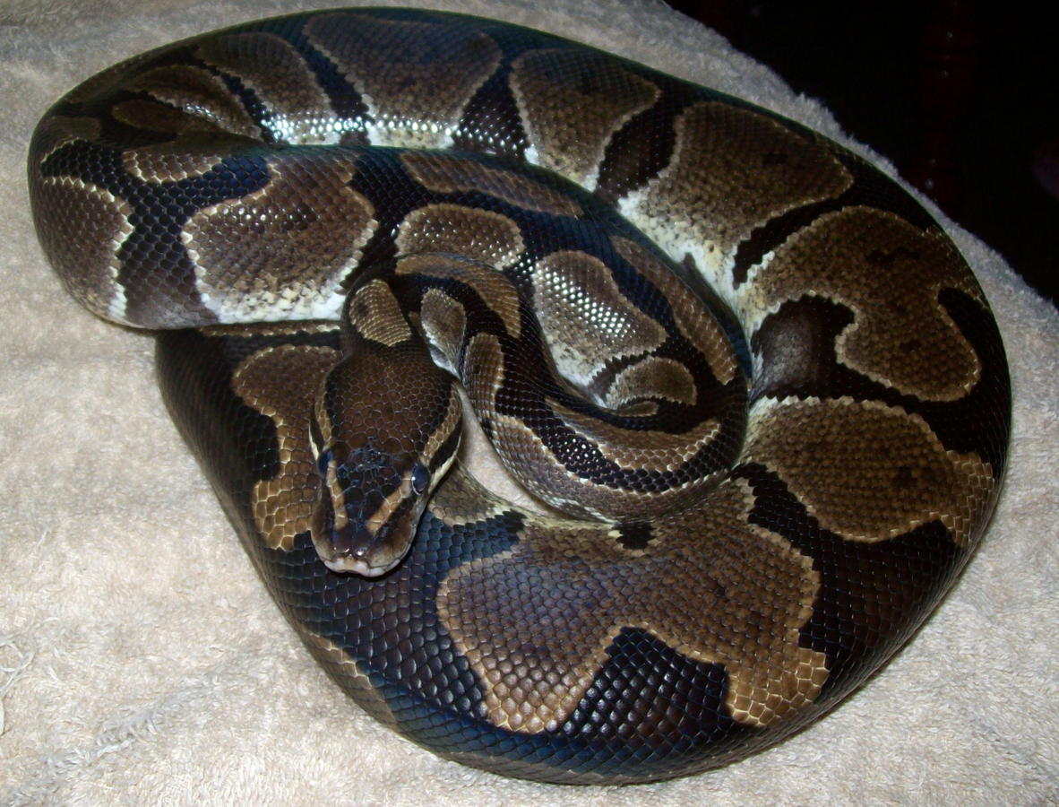 Male Normal- Post shed