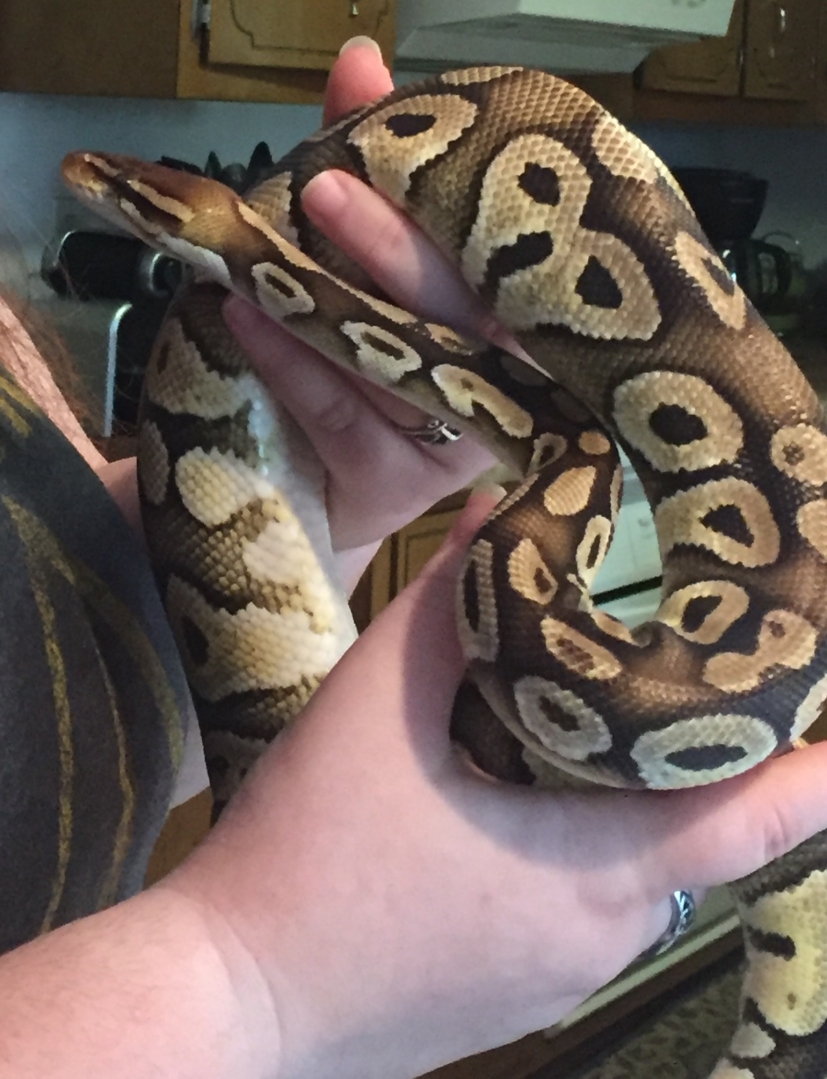 Male Pastave Ball Python