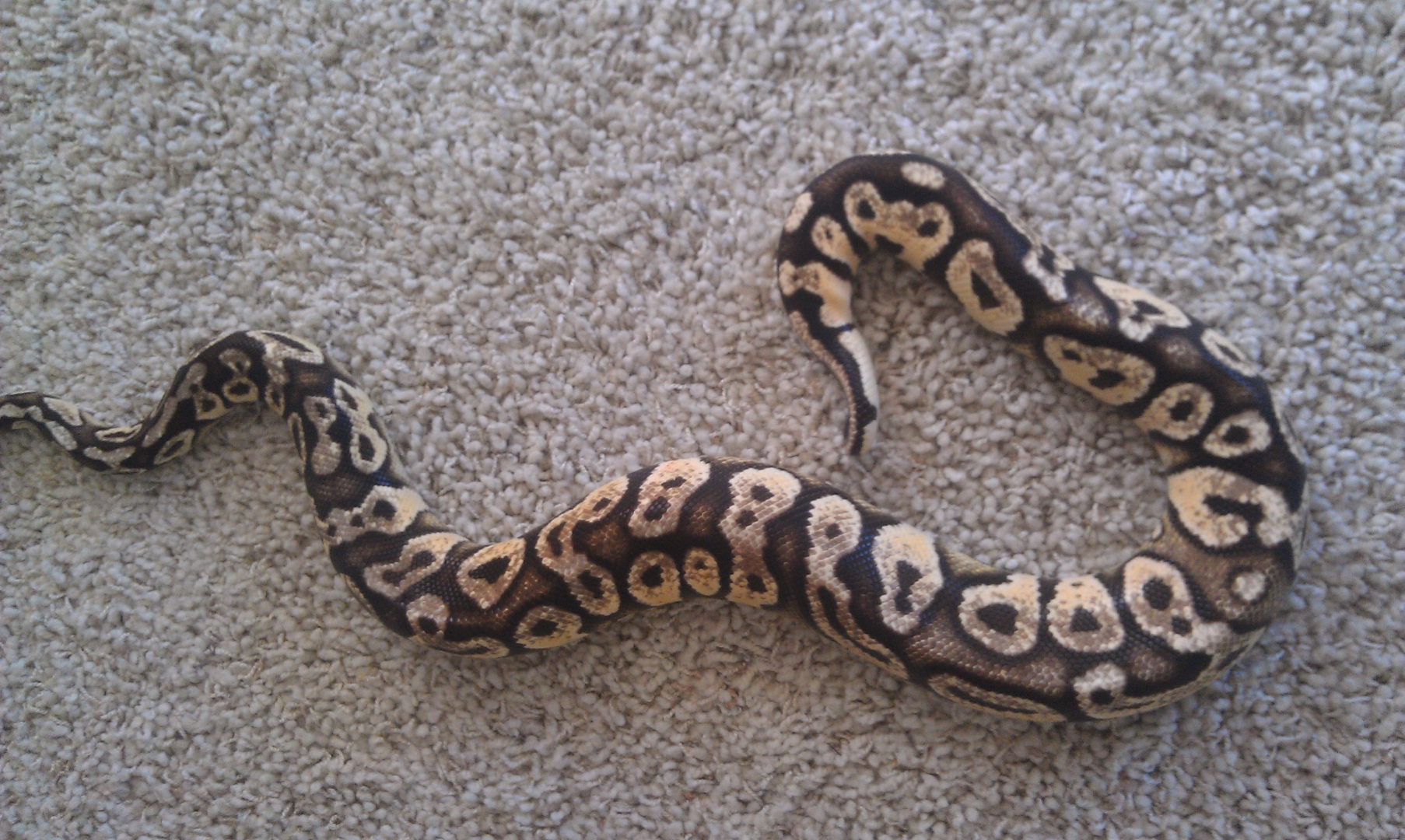 Male Pastel Yellowbelly