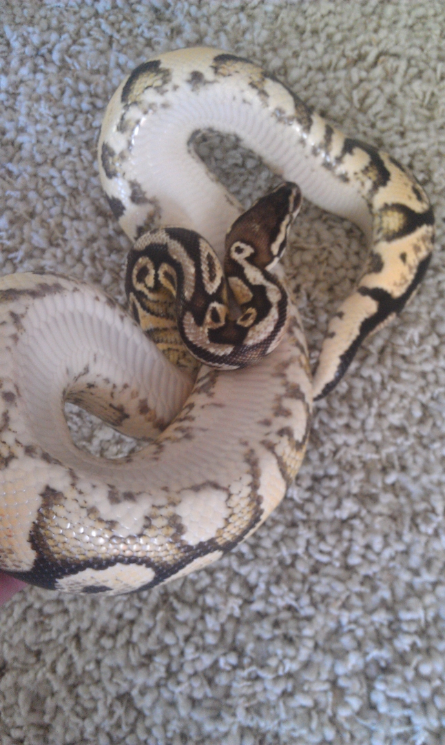 Male Pastel Yellowbelly