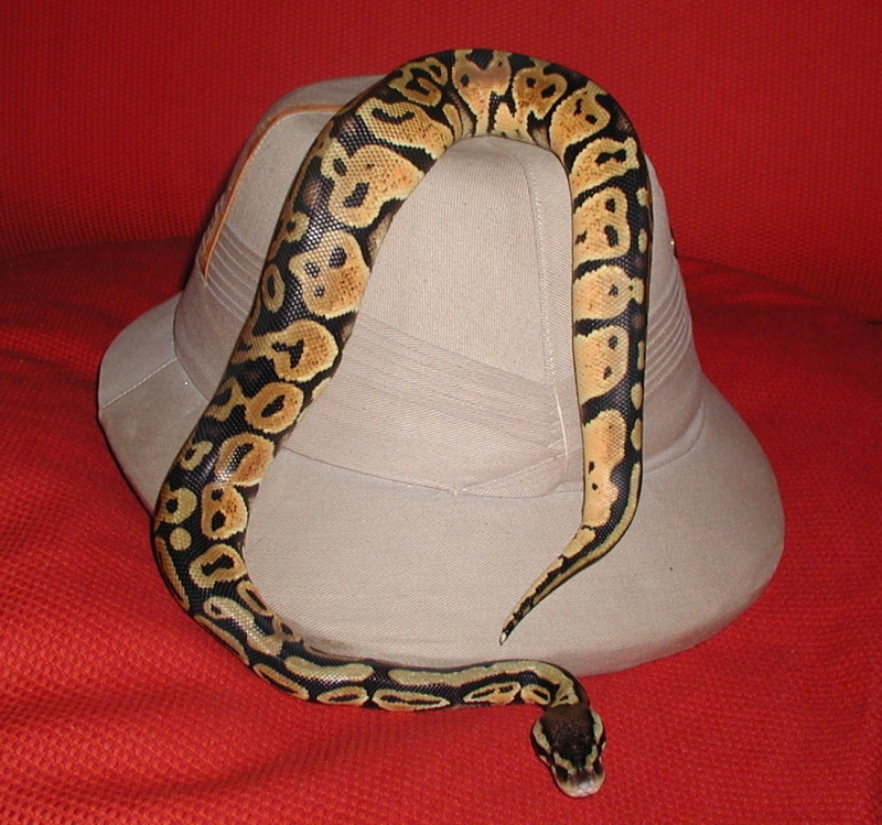 Male Pastel