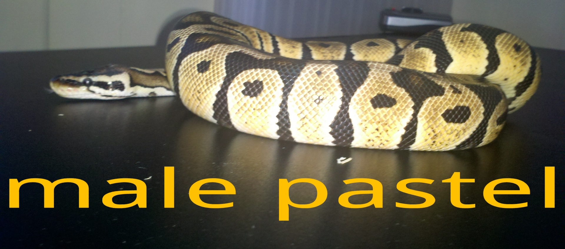 Male Pastle