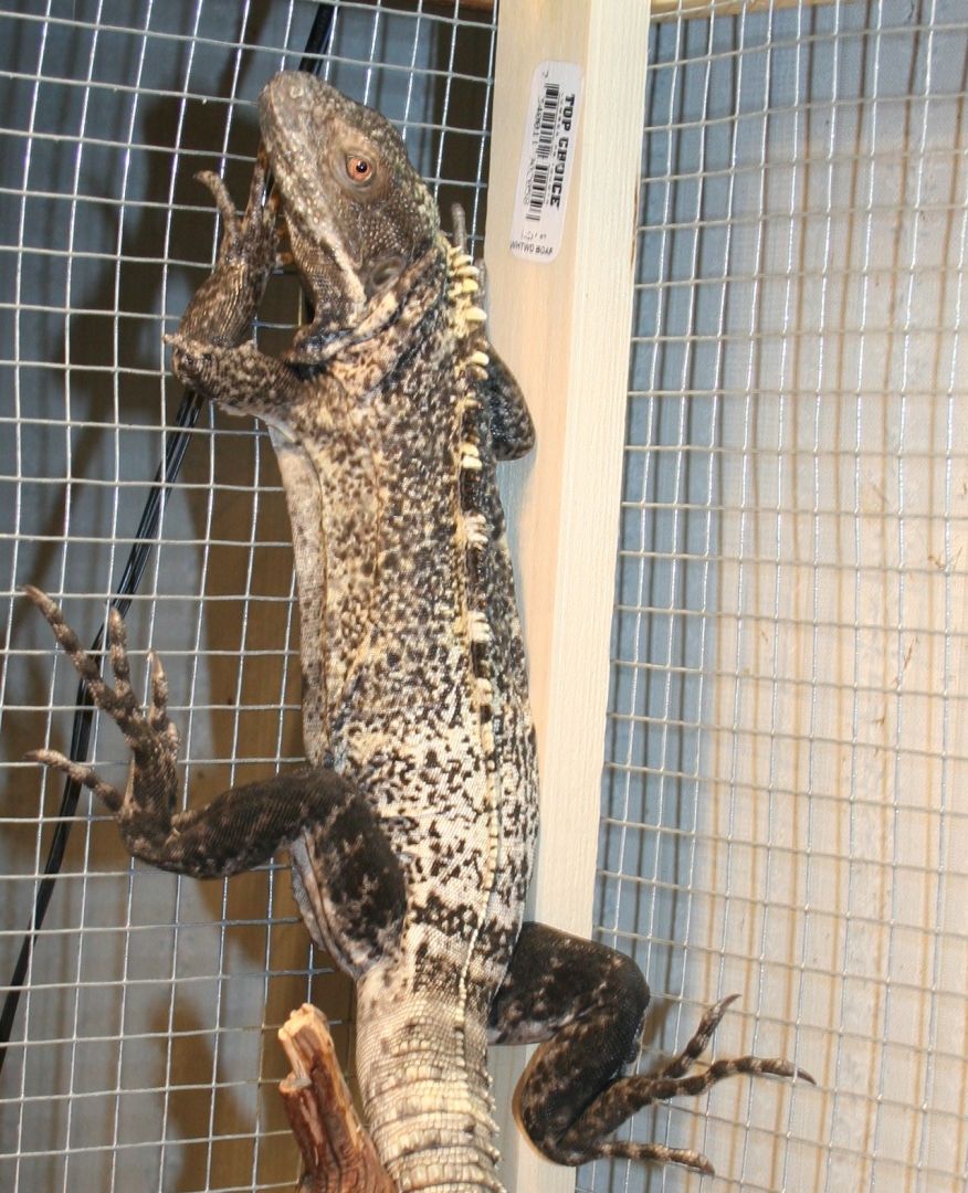 male pectinata