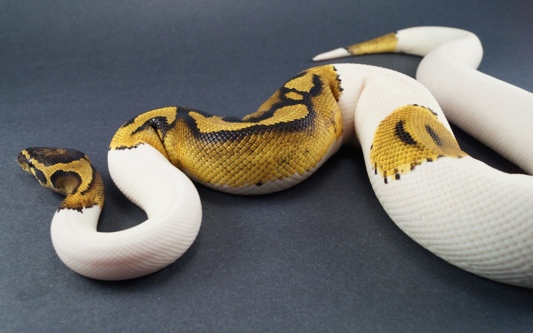 Male Pied