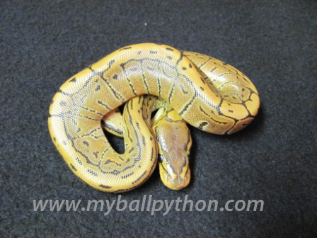 Male Pinstripe