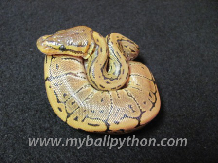 Male Pinstripe