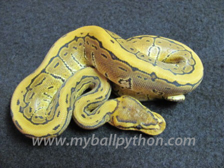 Male Pinstripe