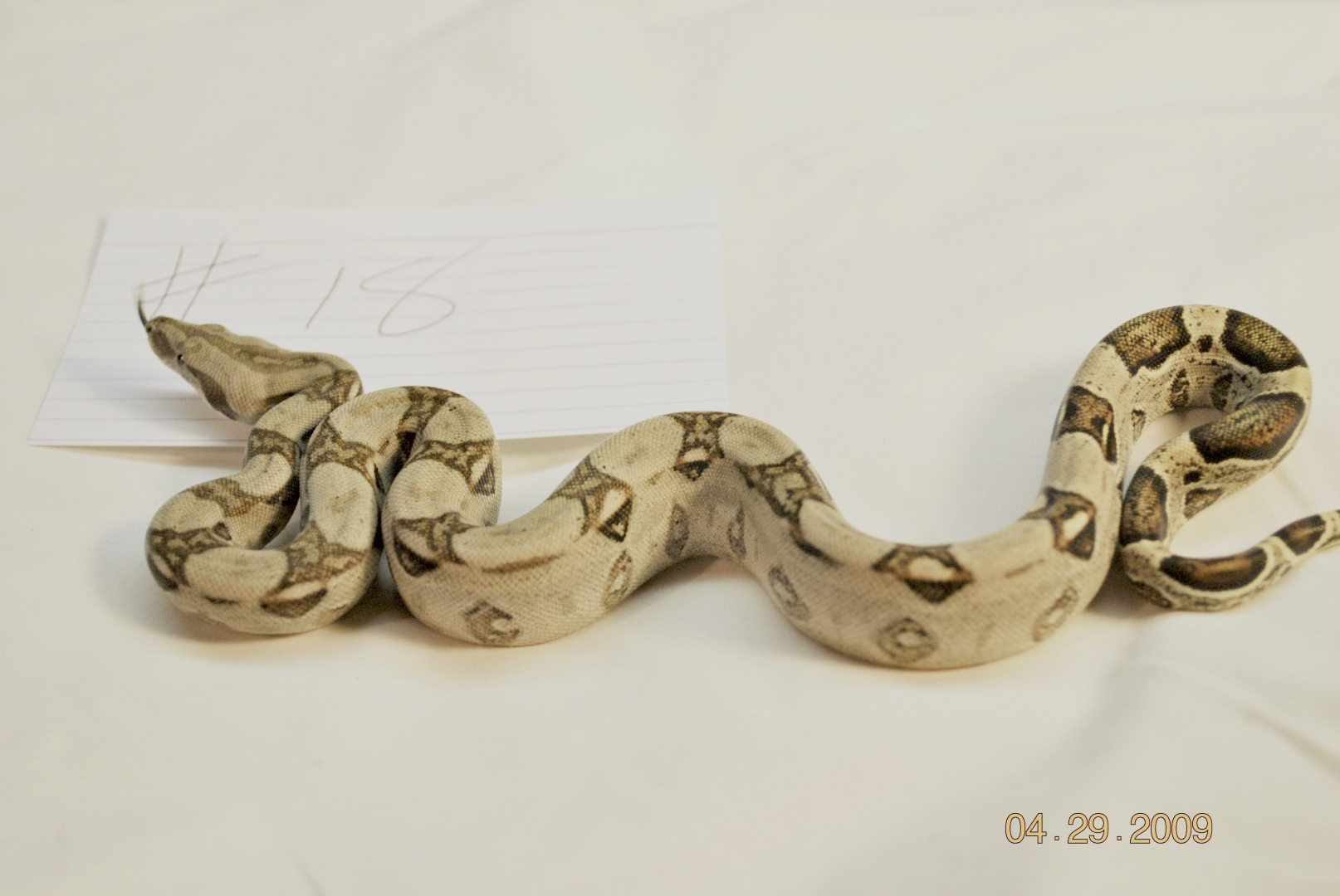 Male Possible Jungle $125